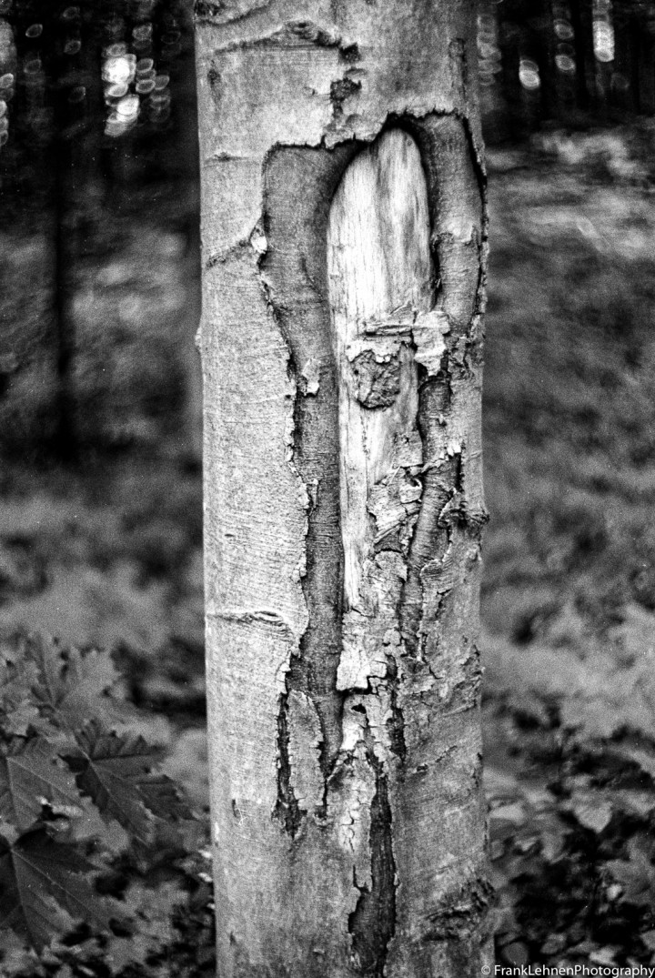 160527 - Fomapan 100 - Leica IIIa - 011