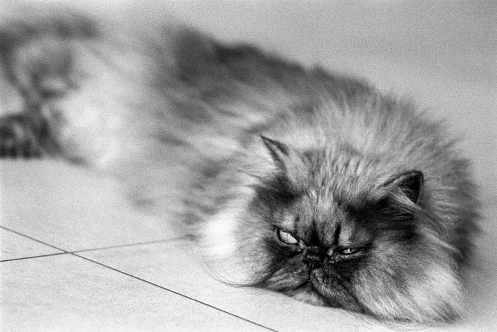 160815 - Fomapan 400 - Canon T50 - 023