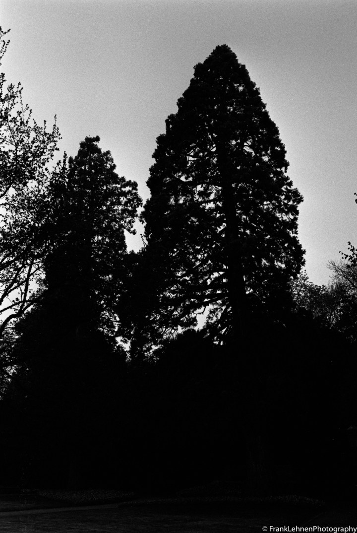 170430 - Canon A-1 - Ilford HP5 (5)