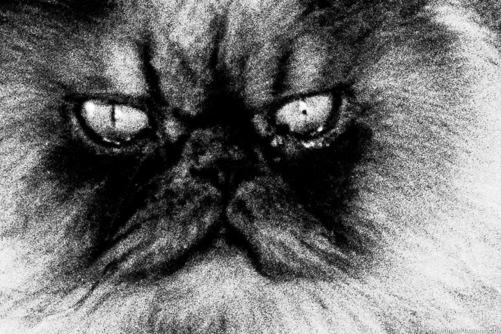 170428 - Olympus Trip 35 - Ilford HP5 (29)