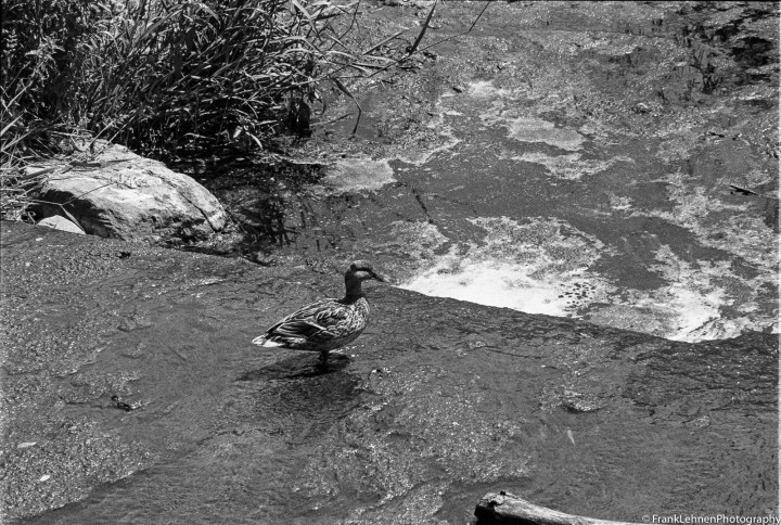 170615 - Canon AE-1 - Ilford HP5 (20)