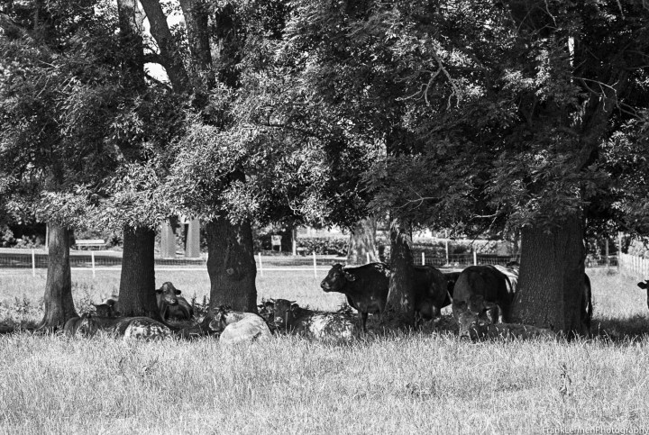 170615 - Canon AE-1 - Ilford HP5 (22)