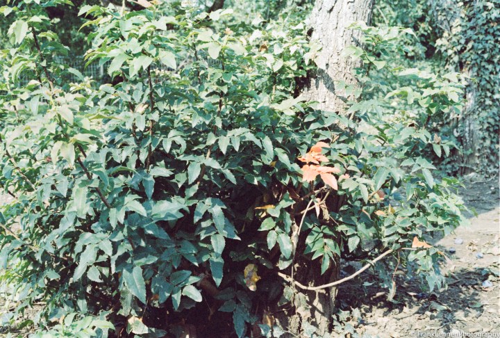 170826 - Canon EOS 650 - Kodak Farbwelt 200 (exp) (4)