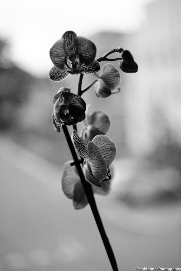 170821 - Canon T90 - Ferrania P30 Alpha (30)