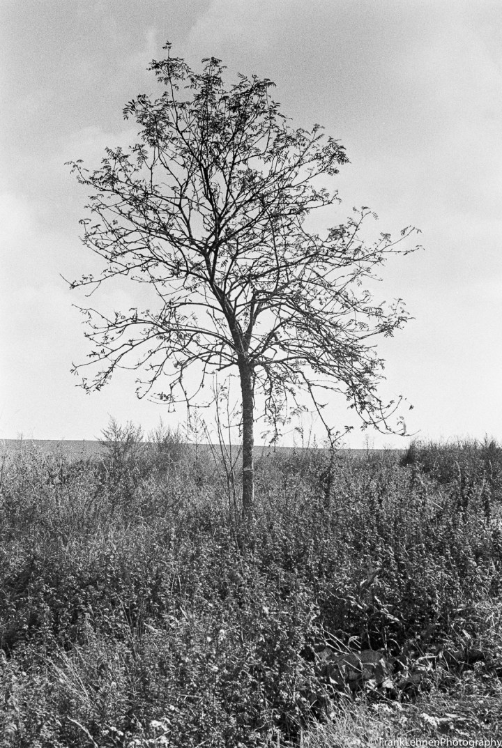 170923 - Praktica MTL5B -Lomography Lady Grey (17)