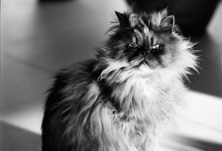 170706 - Canon AE-1 - Ilford FP4 (11)