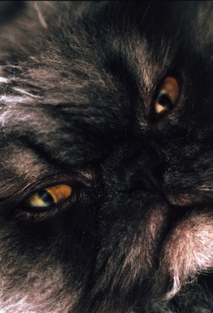 171115 - Pentax Spotmatic SP1000 - Fuj Superia 400 (11)