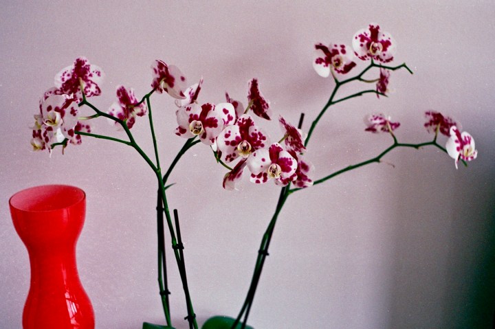 171115 - Pentax Spotmatic SP1000 - Fuj Superia 400 (14)