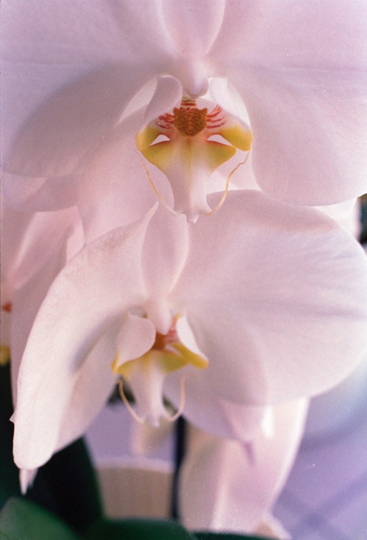 171115 - Praktica MTL5B - Fuj Superia 400 (17)