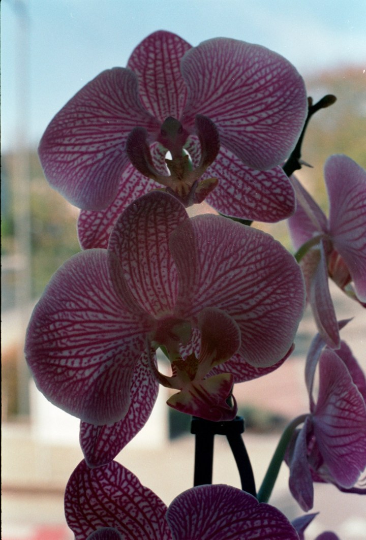 171115 - Praktica MTL5B - Fuj Superia 400 (9)