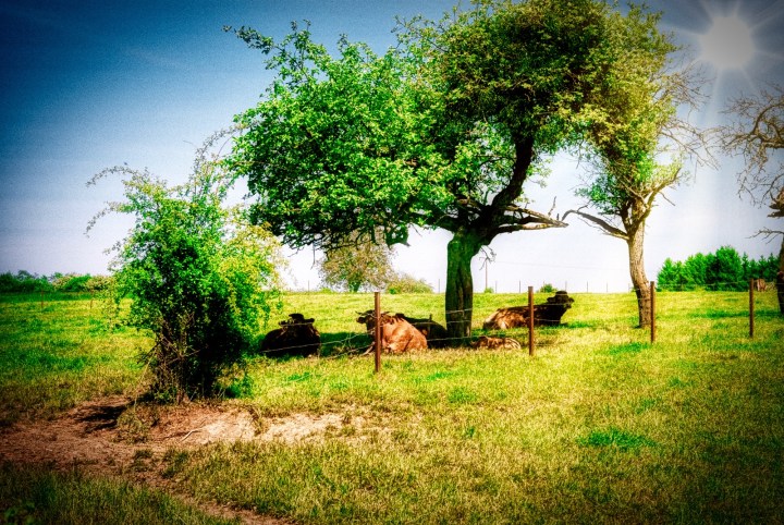 170614 - Leica IIIa - Fuji Superia 200 - (1)