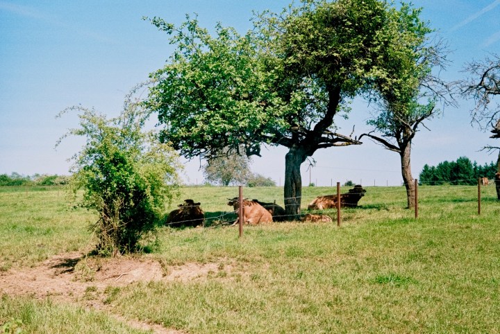 170614 - Leica IIIa - Fuji Superia 200 - (2)