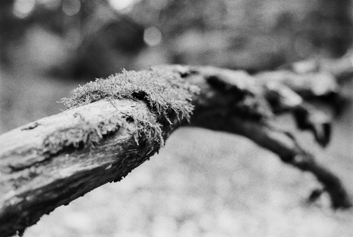 190502 - Pentax Spotmatic SP - Kosmo Foto 100 (30)