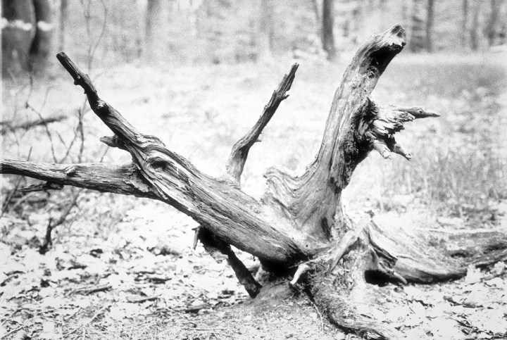 190502 - Pentax Spotmatic SP - Kosmo Foto 100 (19)