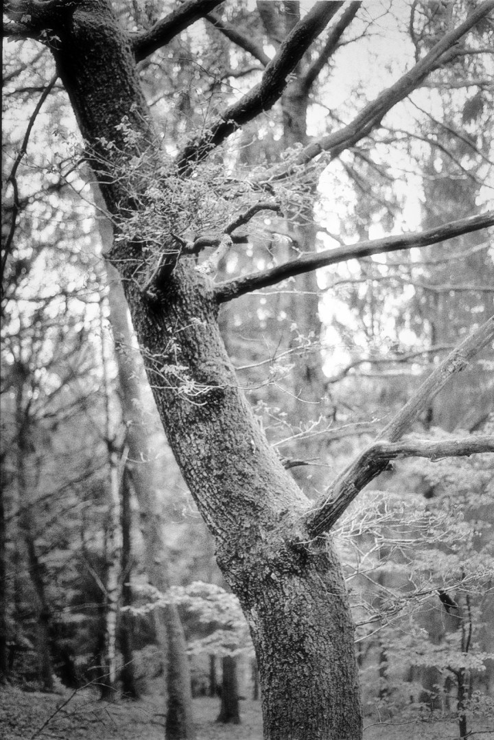 190502 - Pentax Spotmatic SP - Kosmo Foto 100 (24)