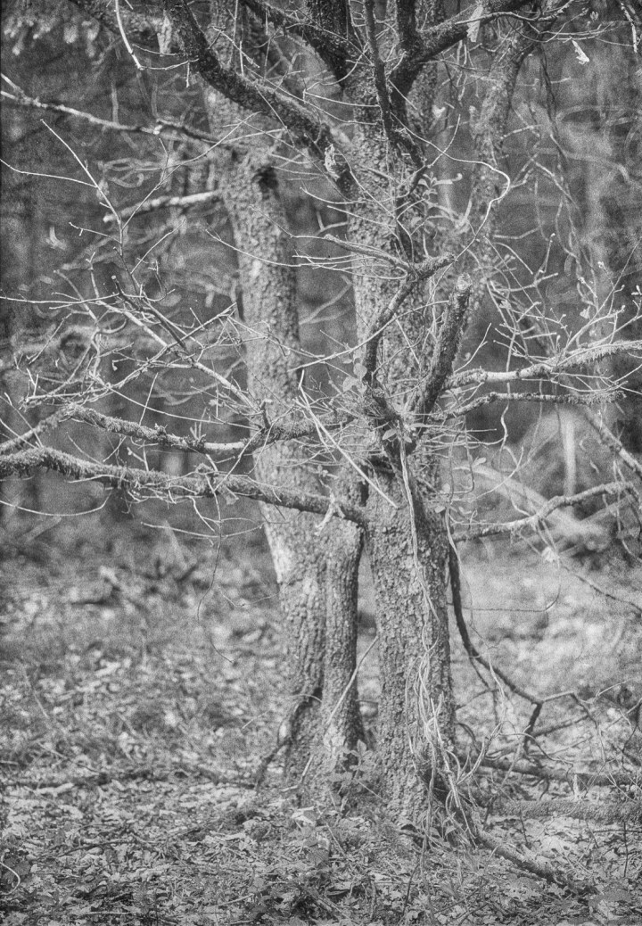 190502 - Pentax Spotmatic SP - Kosmo Foto 100 (25)